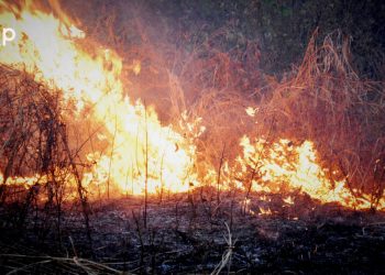 Le site de reboisement du flanc d’une montagne consume par les feux de brousse