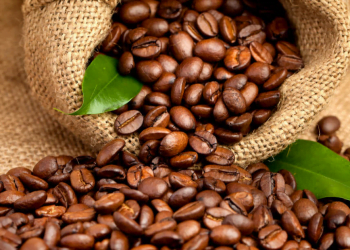 Organisation interafricaine du café : les producteurs africains de café reçoivent moins de 5% de la valeur totale mondiale