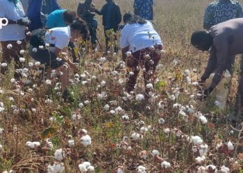 Oti/ Lancement de la campagne d’achat du coton : une séance de récolte faite à Galangashie