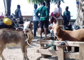 Ogou :  des parents s’apprêtent à offrir une bonne fête à leur famille malgré la vie chère