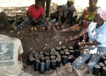 Amou : des producteurs de café-cacao formés sur les techniques de production des plants