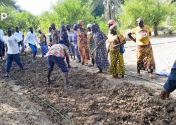 Techniques améliorées de production d’oignon : des attestations de fin de formation aux maraichers de Tone