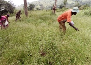 Le fonio, une céréale en voie de disparution dans certaines localités du Togo