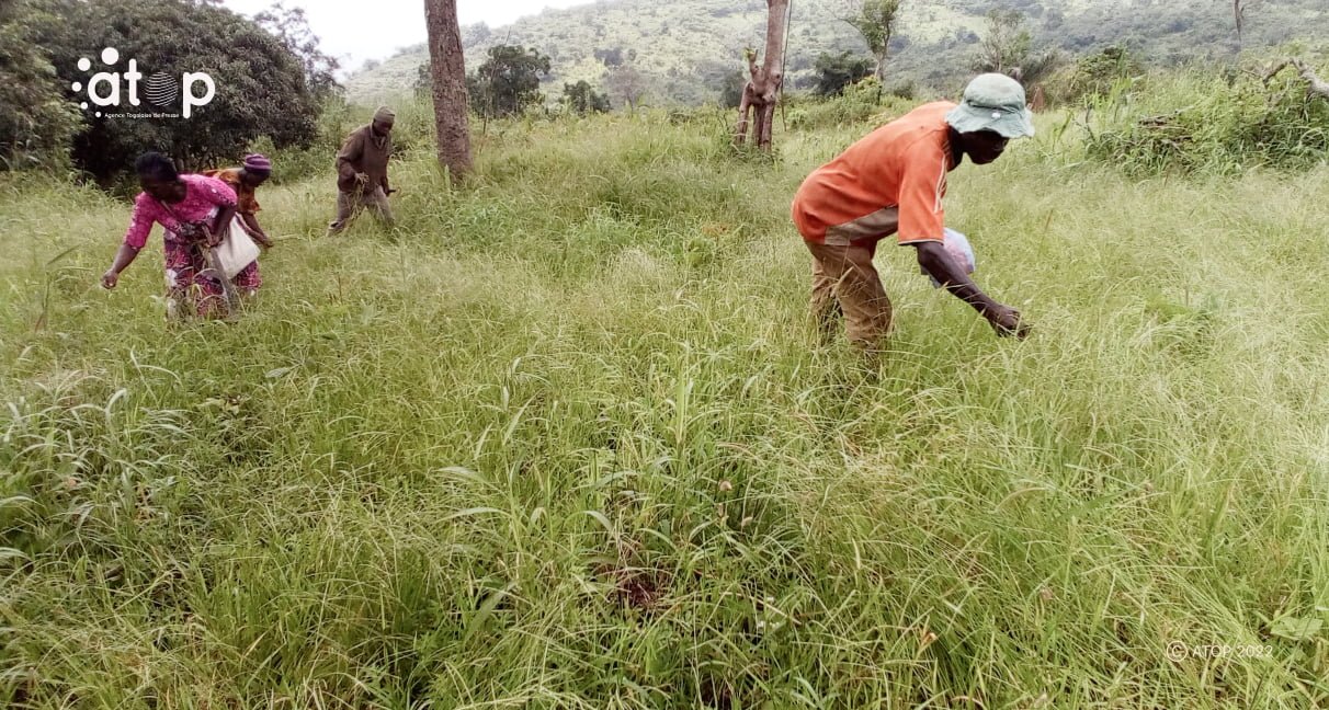 Le fonio, une céréale en voie de disparution dans certaines localités du Togo 1 Atop.tg Le fonio une cereale en voie de disparution dans certaines localites du Togo