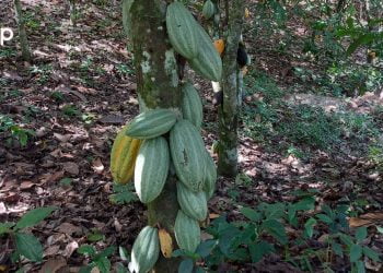 L’impasse cacaoyère dans le Wawa:  approche de solutions pour la redynamisation de la filière