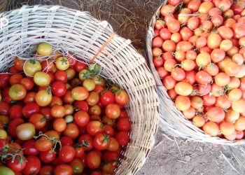 Production de la tomate dans les savanes : itinéraire technique d’une culture qui nourrit son homme