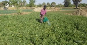Atop.tg Production de la tomate dans les savanes