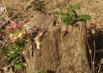 Tchamba/ Restauration du couvert végétal : la régénération naturelle assistée, une technique de reboisement efficace