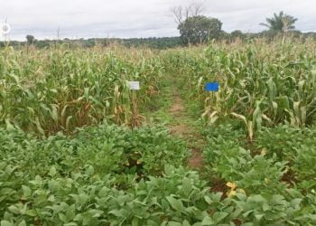 Exigences et enjeux de l’agriculture durable