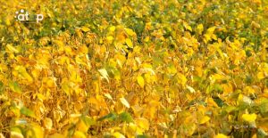 Atop.tg Le soja une legumineuse riche en nutriments mais sa culture exigente 2