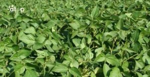 Atop.tg Le soja une legumineuse riche en nutriments mais sa culture exigente 3