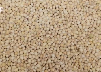 Le soja, une légumineuse riche en nutriments mais sa culture exigeante