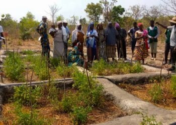 Tchaoudjo/ pratique de l’agroécologie: la coopérative « Fézéréwogoni » à l’école de la ferme Albarka