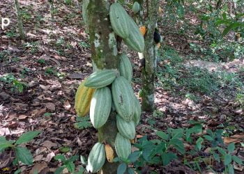 Impact social et économique de la chute de la production de café-cacao dans la préfecture de Wawa