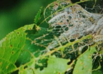 Les pesticides chimiques causeraient-elles des maladies aux cultures maraichères et vivrières ?