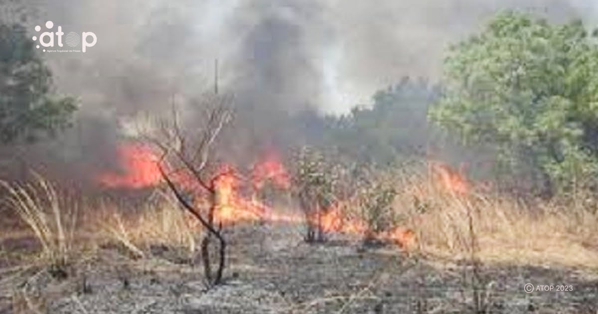 Atop.tg Les feux de vegetation un phenomene aux consequences multiples 1