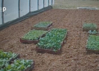 La ferme semencière de Sotouboua après 63 ans d’indépendance