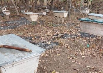 L’apiculture, une activité génératrice de revenus et de protection des forêts