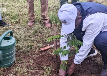 Agoè-Nyivé/la journée de l’arbre édition 2023 lancée dans la préfecture d’Agoè-nyivé