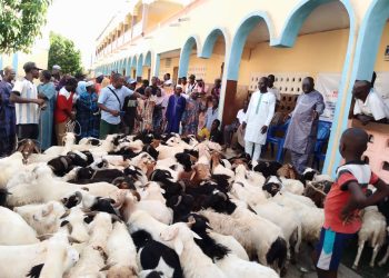 Tchaoudjo/fête de la tabaski : l’association Al-Ihsane offre des béliers aux musulmans vulnérables à Sokodé