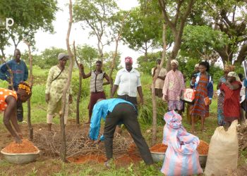 Kozah/Restauration des sols :  La coopérative « Essosolim » formée sur la fabrication  et l’utilisation du compost