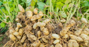 Atop.tg Comment optimiser la production larachide au Togo 1