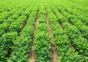 Comment optimiser la production de l’arachide au Togo ?