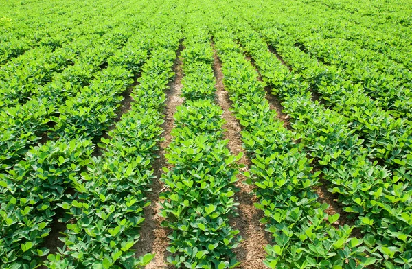 Atop.tg Comment optimiser la production larachide au Togo 2