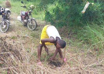 Haho/Reboisement:  La population d’Atchankeli reboise deux hectares de plants de palmiers