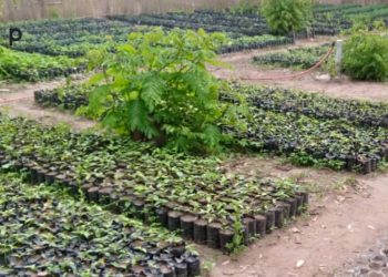 Les techniques de production et d’entretien des plantules