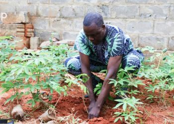 Jubilé de platine de Radio Lomé :  70 jeunes plants mis en terre au deuxième jour des manifestations