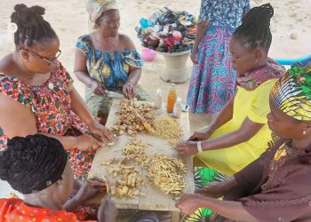 La culture du gingembre :  Une alternative de survie dans la préfecture de Wawa