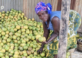 Portrait/ Commerce d’oranges : une activité génératrice de revenus de prédilection de Mme Nouboukpo Abla