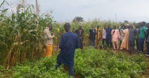 Atop.tg Journee porte ouverte sur les essais agronomiques en champ sous culture de mais a Sokode 1