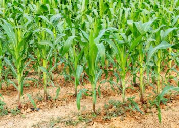 Connaissance des caractéristiques agro-hydro-météorologiques :  une nécessité pour le producteur, le commerçant et le consommateur