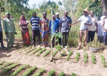Tchaoudjo/Techniques de maraîchage agroécologique :  Les membres de la coopérative Albarka renforcent leurs compétences