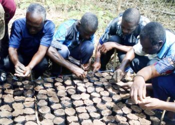 Kloto : les pépiniéristes des villages riverains de la FCM formés