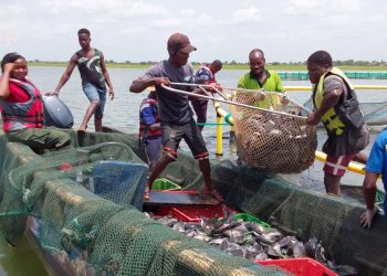 Ogou/ Première pêche sur le lac Nangbéto : les résultats présentés par dix primo-entrepreneurs