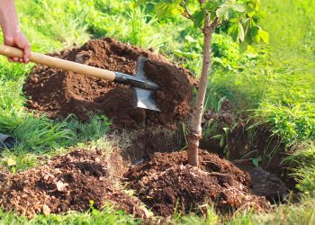 1er juin :  une journée de l’engagement national pour la protection de l’environnement et de son écosystème