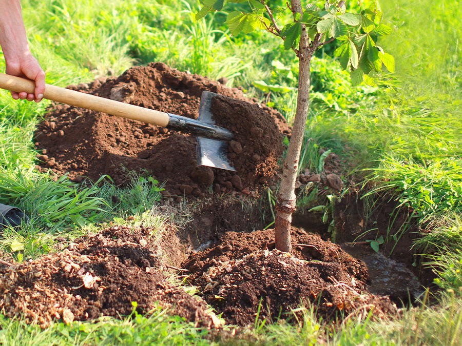 planter un arbre