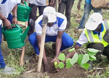 Blitta/Environnement :  Reboisement compensatoire à Adjigbé