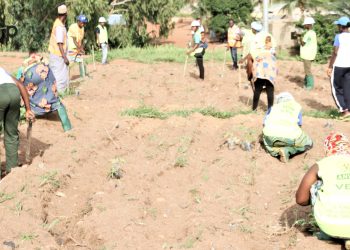 Assoli/ reboisement:  une centaine de plants mis en terre sur le site de INADES-Formation à Bafilo