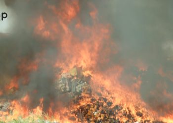 Journée internationale contre l’abus et le trafic illicite des drogues :  environ 91.018,1679 kg de drogues et produits illicites incinérés