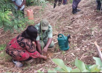 Kozah/ 47ème journée de l’arbre au Togo : plus d’un million de plants mis en terre dans les préfectures de la région Kara