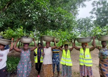 Avé/reboisement : 2500 plants mis en terre à Kangbemi kopé
