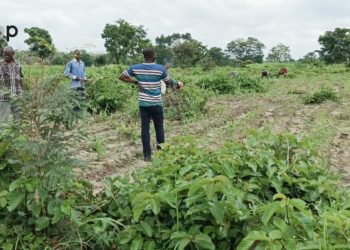 Sotouboua/campagne de reboisement :  1554 pieds de karité mis en terre dans le canton de Sessaro