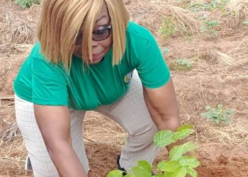 Lacs :  1000 plants mis en terre à Anamé
