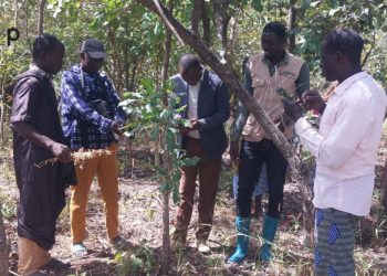 Tchamba : le projet « MiKaGo » obtient des résultats encourageants dans la forêt de Goubi