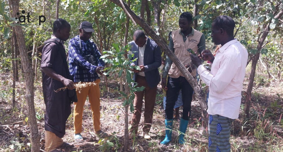 Tchamba : le projet « MiKaGo » obtient des résultats encourageants dans la forêt de Goubi 1 Oliver1024