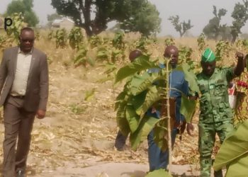 Cinkassé/bilan à mi-parcours du reboisement : 44 355 plants mis en terre